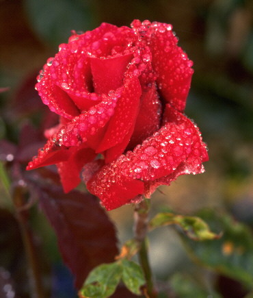 una rosa rossa